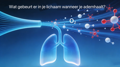 Wat gebeurt er in je lichaam wanneer je ademhaalt?