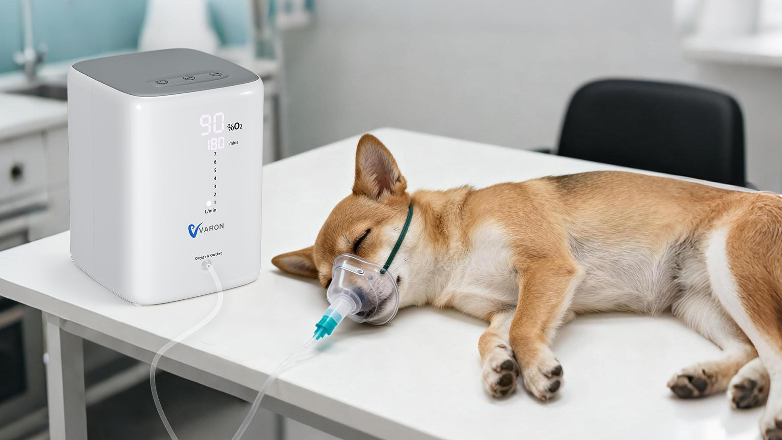 Zuurstoftherapie voor huisdieren: Wat je moet weten